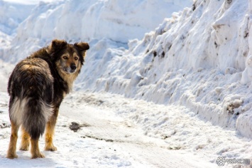 Жительница Кузбасса пожаловалась на покусавшую ее стаю агрессивных собак