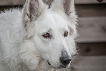 Покусанная собакой жительница Кузбасса отсудила у соседа четверть миллиона рублей
