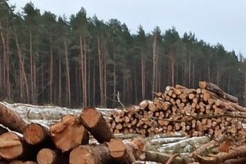 Светловчане пожаловались губернатору на масштабную вырубку леса под Светлым