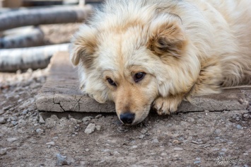 Представители власти Новокузнецка предложили установить критерии агрессивности собак