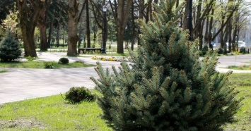 Проект озеленения улицы Красной подготовили в Краснодаре