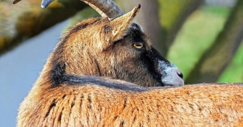 В Новороссийске неизвестные расстреляли двух коз из контактной фермы