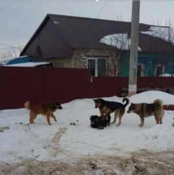 В Ульяновске будут отлавливать всех беспризорных собак