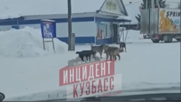 Житель кузбасского поселка возмутился стае бездомных собак у детского сада