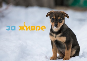 В Новокузнецке при поддержке СГК проходит марафон помощи бездомным животным