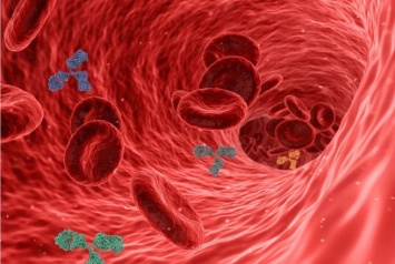 Зарубежные биологи рассказали о способности новых типов COVID-19 повреждать сосуды