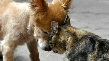 В Балашове из-за кошки и собаки выявлены два очага бешенства
