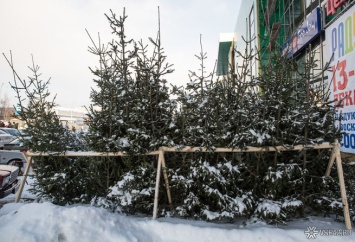 Сильные морозы помешали массовому открытию елочных базаров в Кемерове