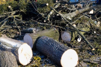 На ул. Запорожской и Днепропетровской вырубают 10 деревьев из-за капремонта
