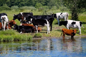 Под Краснознаменском и Полесском произошли вспышки лейкоза крупного рогатого скота