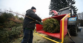 Жители Сочи смогут сдать новогодние елки на переработку
