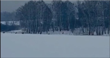 Кузбассовцы запечатлели на видео стадо лосей