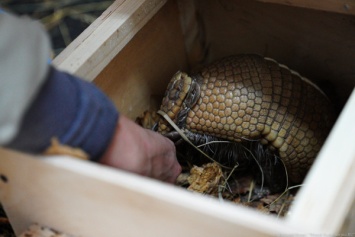 В Калининградском зоопарке показали, как броненосец Потемкин добывает мучных червей (видео)