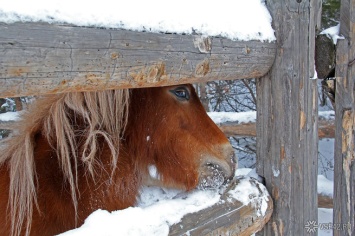 Неизвестные застрелили более 50 лошадей в Алтайском крае