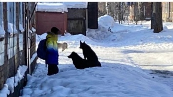 Бездомные собаки запугали жителей кузбасского города