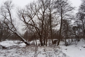 Алиханов: вырубаемые у парка Теодора Кроне деревья - «в основном самосев» (фото)
