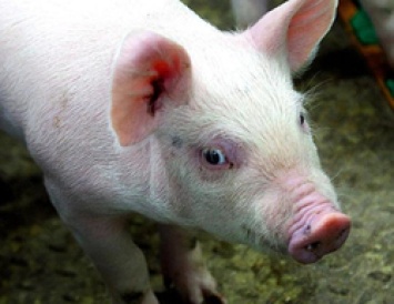 Из&8209;за АЧС белгородские свиноводы потеряли 90 тысяч свиней