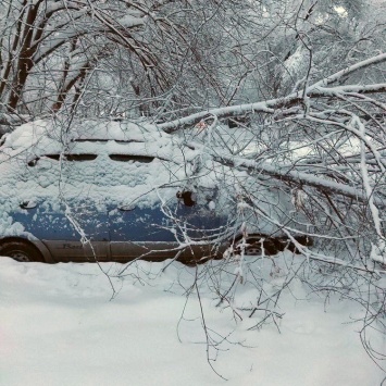 Снегопад в Саратове. Во дворе 9-этажки на легковушку рухнуло дерево