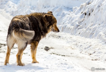 "Похожи на волков": новокузнечане потребовали активнее отлавливать стаи бездомных собак