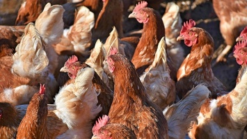 За год в Саратовской области выявлено 4 случая птичьего гриппа