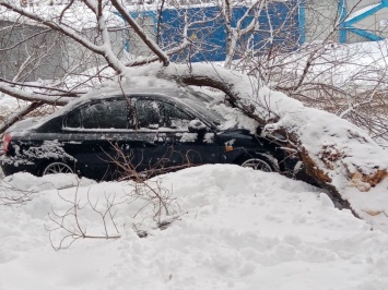 Снегопад. На двух жителей Саратова упали ветки, трое с переохлаждением