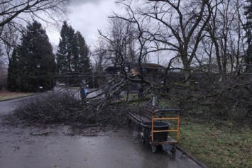 Шторм повалил три дерева в Калининградском зоопарке (фото)