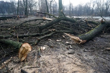 В Калининграде дерево рухнуло на здание института переподготовки кадров