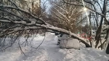 Очевидец: в Саратове упавшее дерево придавило машину ДПС