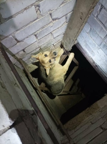 Собаку из глубокого подвала вытащили ульяновские спасатели