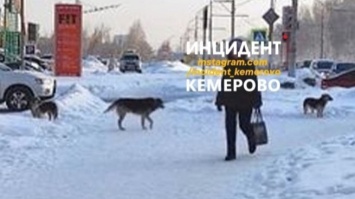Кемеровчане пожаловались на бродячих собак в городе
