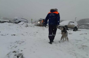В Петропавловске спасли застрявшую на льдине собаку
