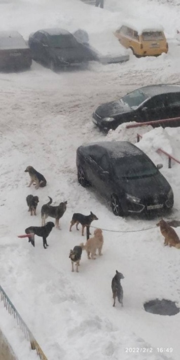 Жители Гвардейской: дети боятся идти в школу из-за стаи агрессивных собак