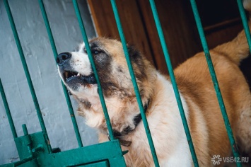 Власти Новокузнецка прокомментировали "недостаточный" отлов бездомных собак