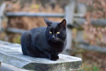 Ученые объяснили, почему черным кошкам тяжелее общаться