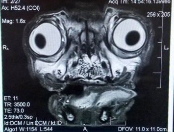 Рентгеновский снимок мопса из США вызвал в Сети ужас и смех