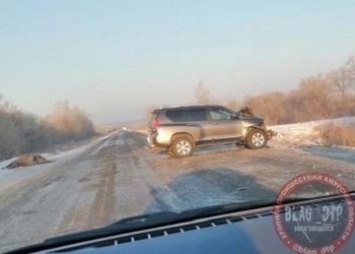 Внедорожник врезался в табун лошадей в Приамурье