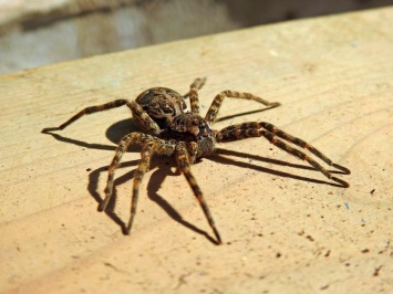 Доисторический огромный паук оказался обычным крабом