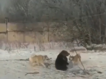 Кузбассовец натравил собак на привязанного медвежонка