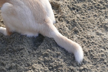 Кемеровчане предложили запретить держать собак в квартирах из-за грязных тротуаров