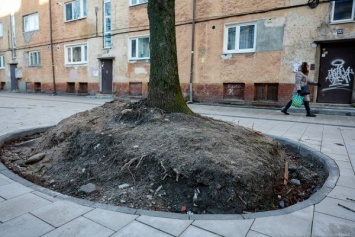 Горвласти: 80% деревьев с обрубленными корнями на ул. Павлика Морозова можно сохранить