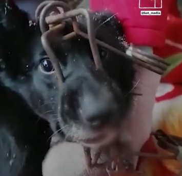 Мать-собака в Новокузнецке проходила 10 дней с капканом на голове