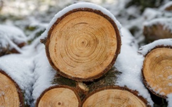 Через биржу будет реализовывать древесину Ульяновская область