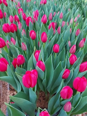 В Петропавловске к 8 марта вырастили 40 тысяч тюльпанов