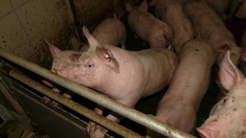 АЧС в Саратове выявили после гибели поголовья свиней
