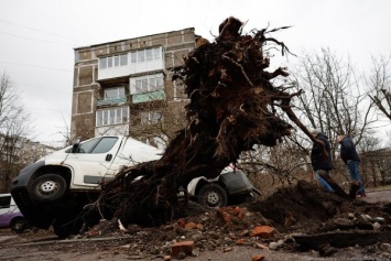 На областные дороги во время шторма упала почти сотня деревьев