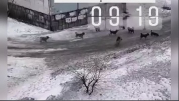 Стая агрессивных собак запугала жителей Белова