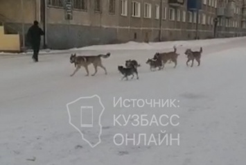 "Друг друга сожрать готовы": свора бродячих собак испугала беловчан