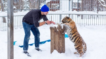 1 января хищников Барнаульского зоопарка будут кормить семгой и индейкой