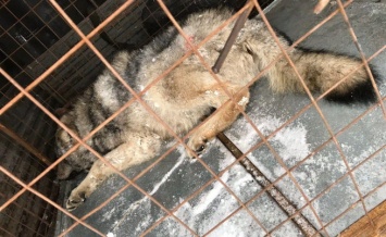Забежавшего на территорию Новокузнецка волка поместили в зооуголок