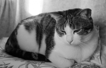 Первоклассница погибла из-за игры с кошкой в Свердловской области